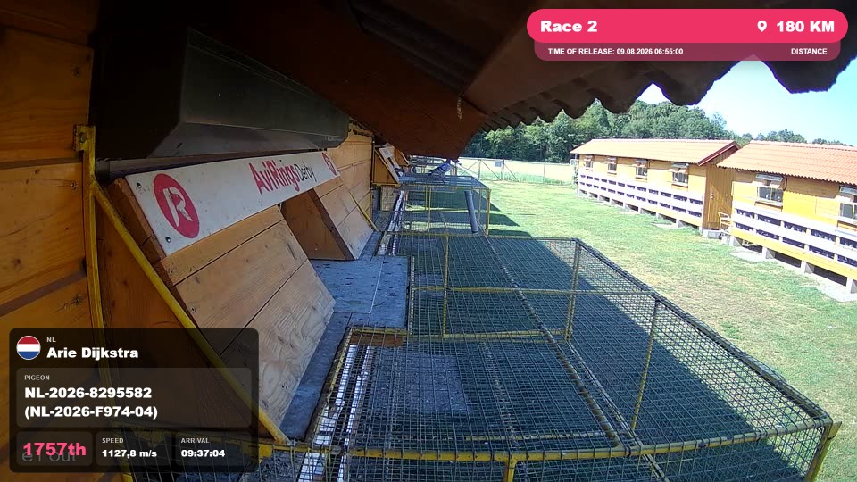 Pigeon Arrival Image For Race Race 2
