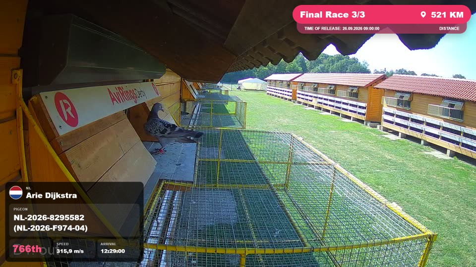 Pigeon Arrival Image For Race Final Race 3/3