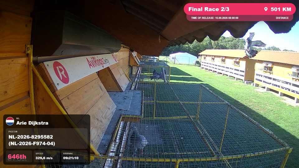 Pigeon Arrival Image For Race Final Race 2/3
