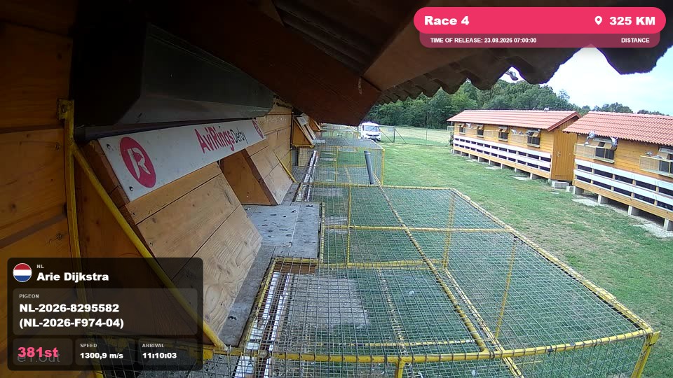 Pigeon Arrival Image For Race Race 4