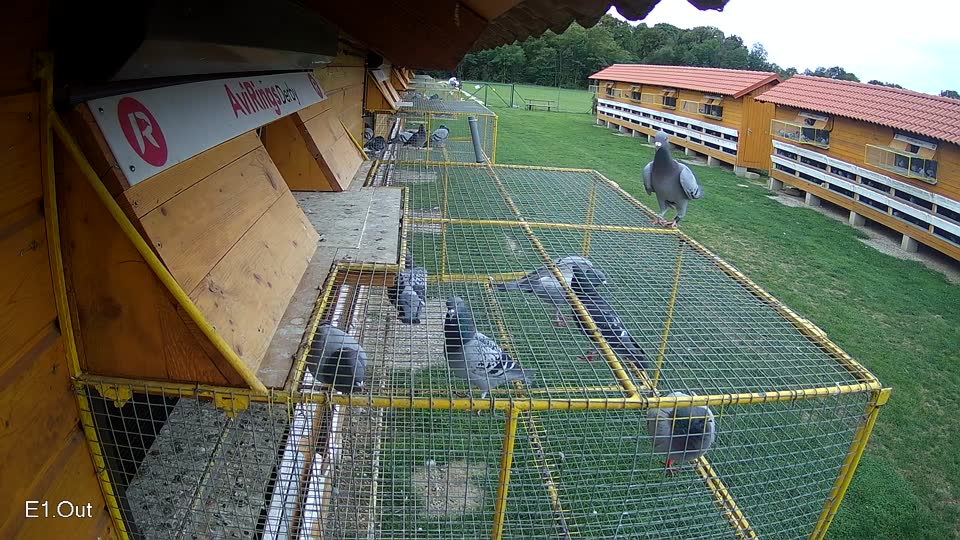 Pigeon Arrival Image For Race Race 6