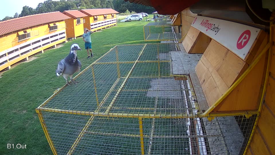 Pigeon Arrival Image For Race Final race 1