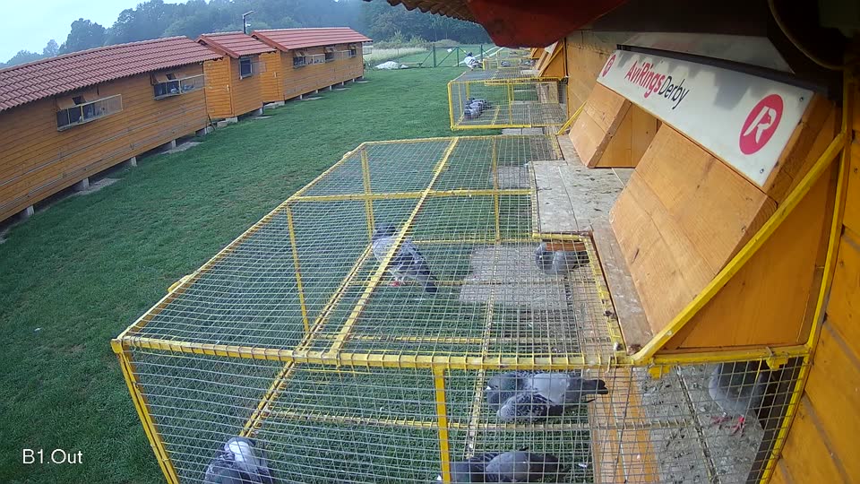 Pigeon Arrival Image For Race Final race 1