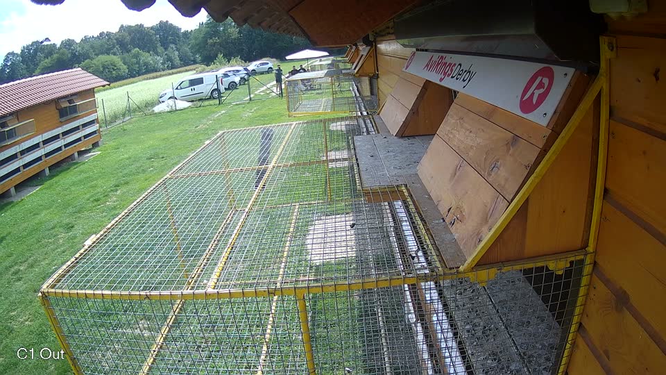 Pigeon Arrival Image For Race Race 6