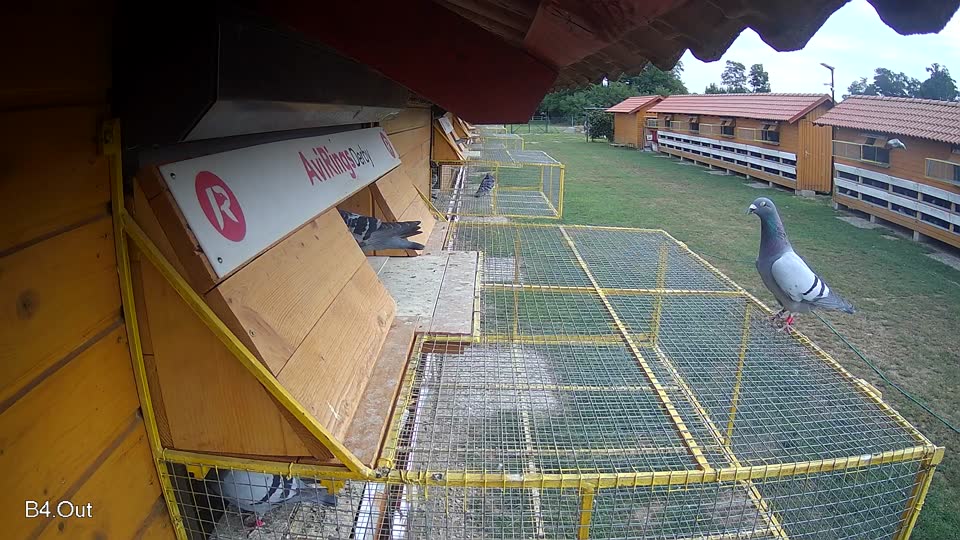 Pigeon Arrival Image For Race Race 3