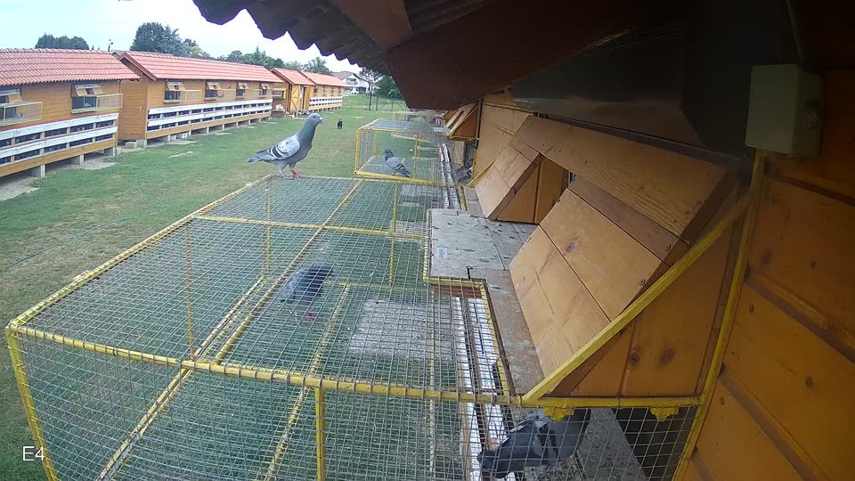 Pigeon Arrival Image For Race Race 3