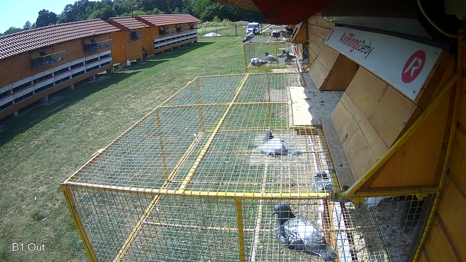 Pigeon Arrival Image For Race Race 5