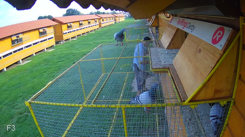 Pigeon Arrival Image For Race Final race 1