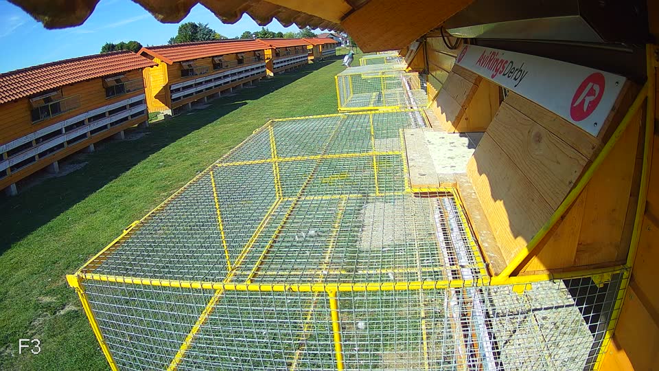 Pigeon Arrival Image For Race Race 5