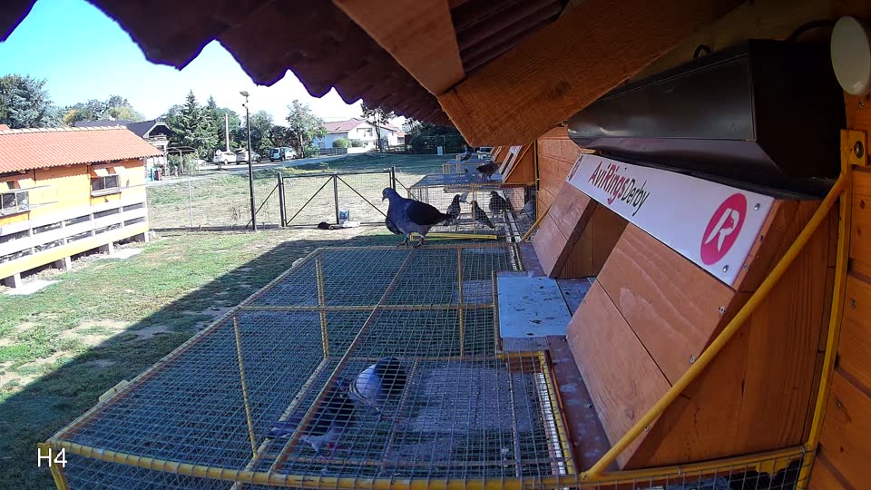 Pigeon Arrival Image For Race Race 5