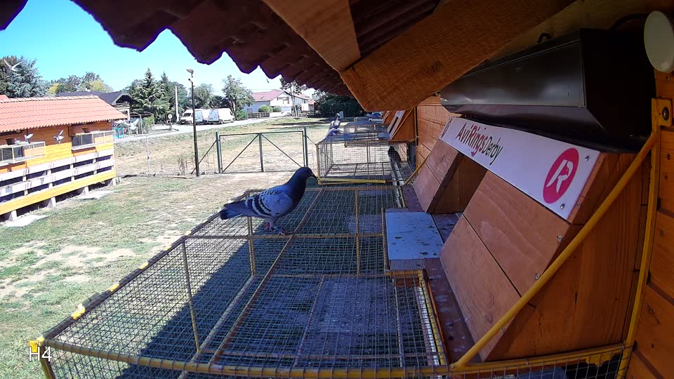 Pigeon Arrival Image For Race Race 3