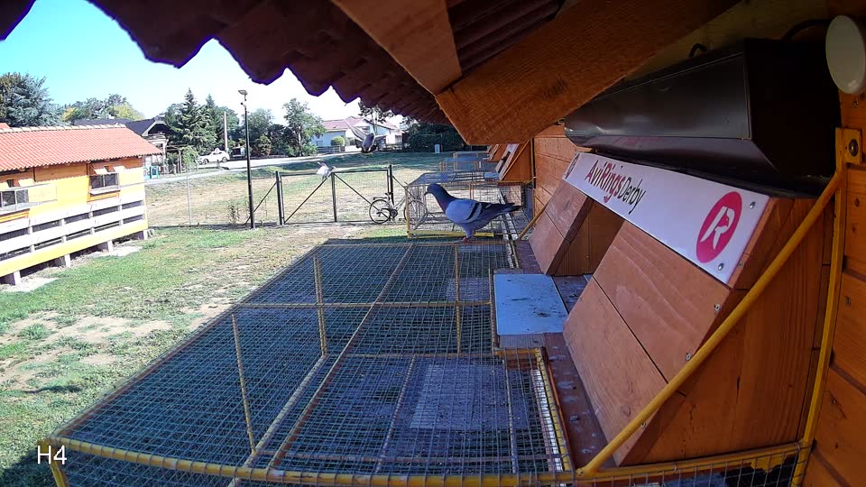 Pigeon Arrival Image For Race Race 2
