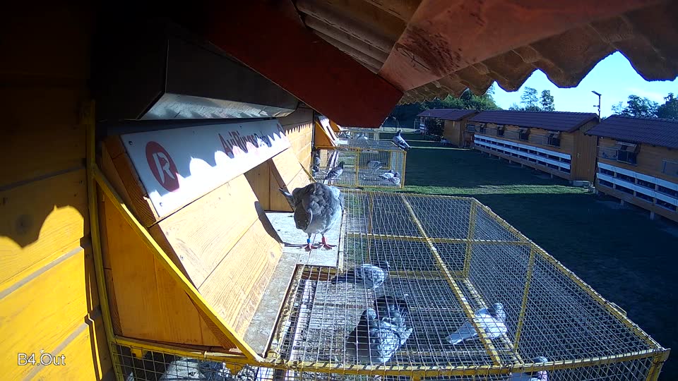 Pigeon Arrival Image For Race Final Race 1/3