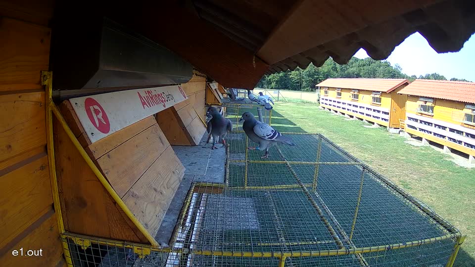 Pigeon Arrival Image For Race Race 1