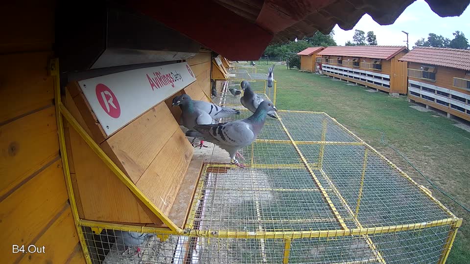 Pigeon Arrival Image For Race Race 3