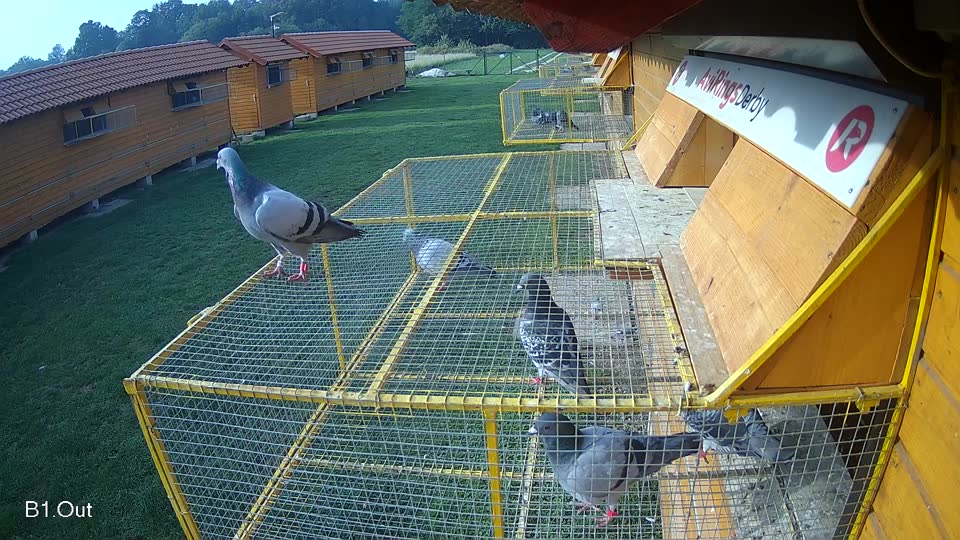 Pigeon Arrival Image For Race Final race 1