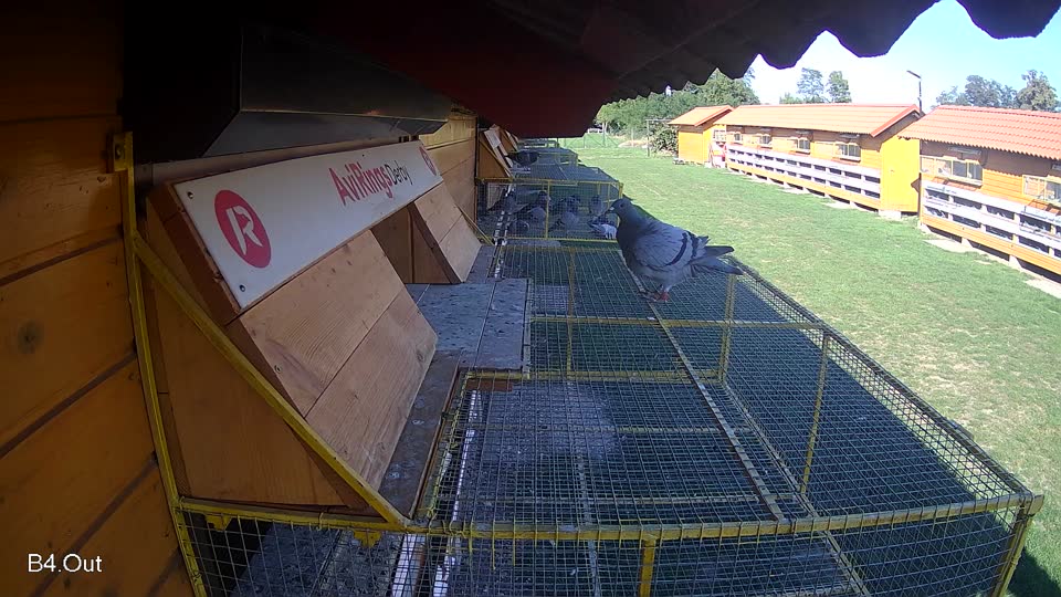 Pigeon Arrival Image For Race Race 6