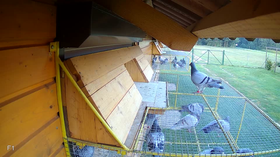 Pigeon Arrival Image For Race Race 3