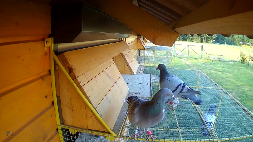 Pigeon Arrival Image For Race Race 4