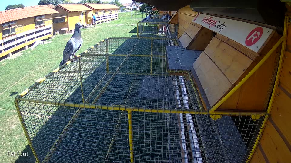 Pigeon Arrival Image For Race Race 2
