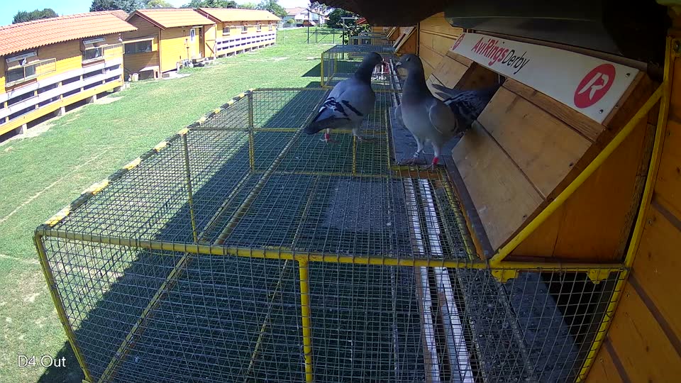 Pigeon Arrival Image For Race Race 2