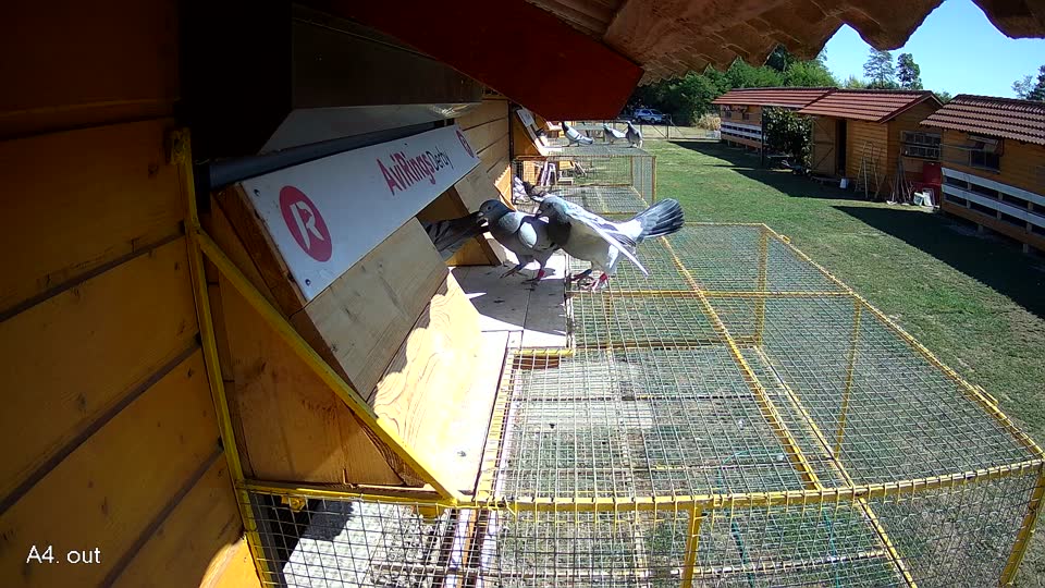 Pigeon Arrival Image For Race Race 3
