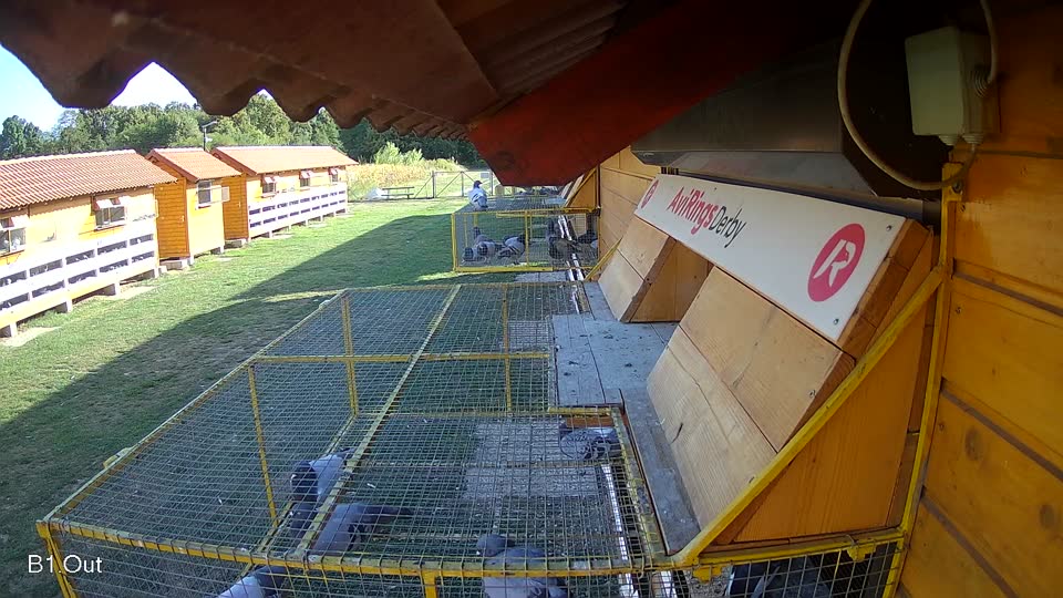 Pigeon Arrival Image For Race Race 5
