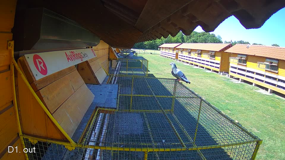 Pigeon Arrival Image For Race Race 3