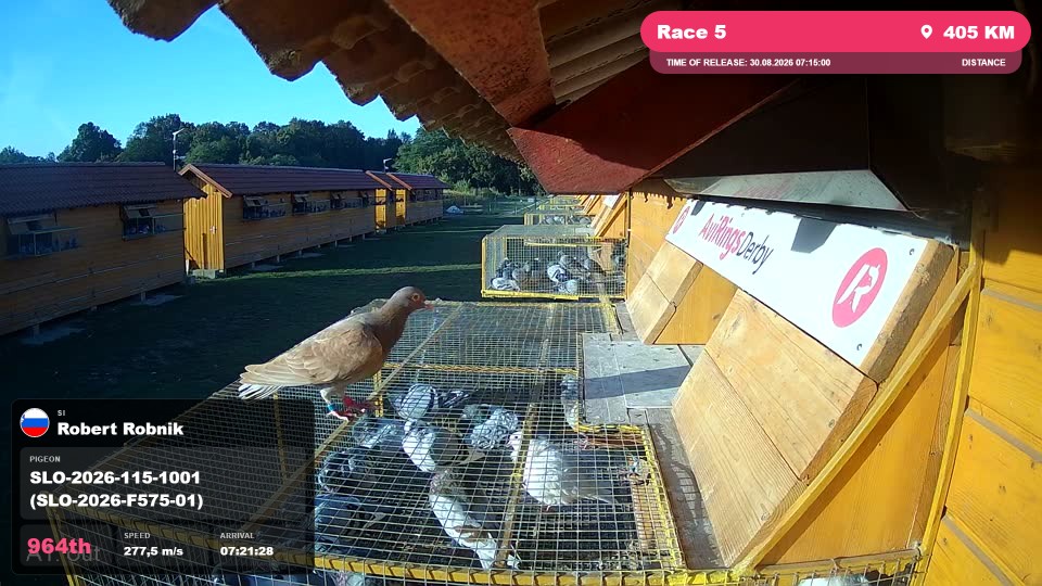 Pigeon Arrival Image For Race Race 5