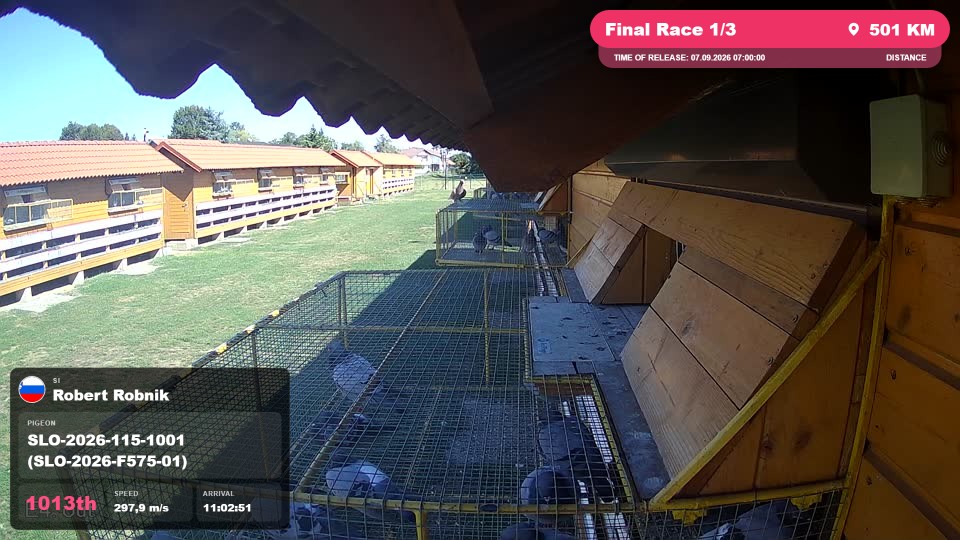 Pigeon Arrival Image For Race Final Race 1/3