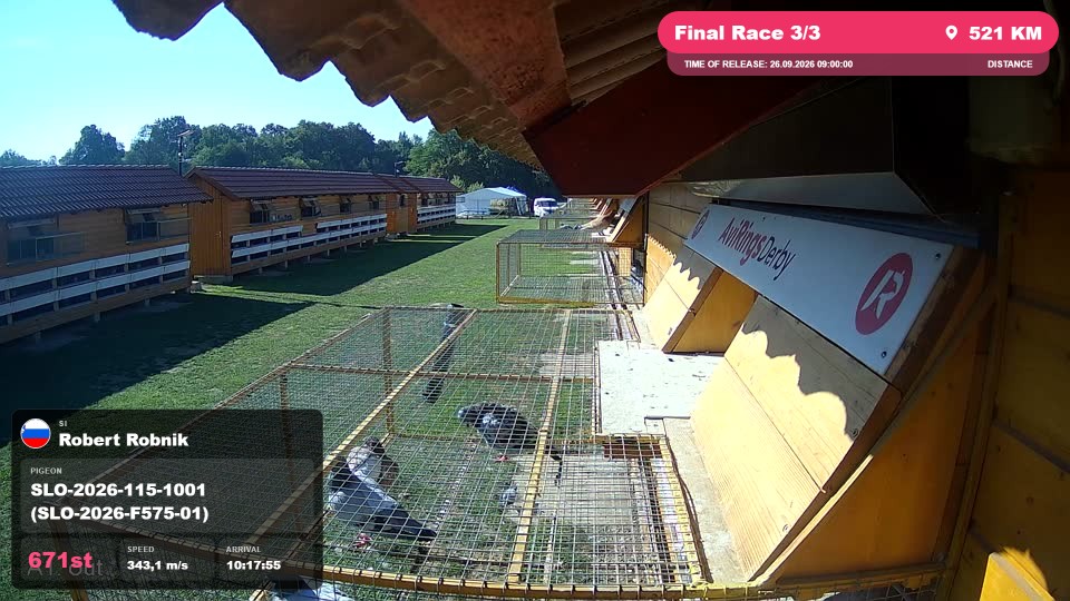 Pigeon Arrival Image For Race Final Race 3/3