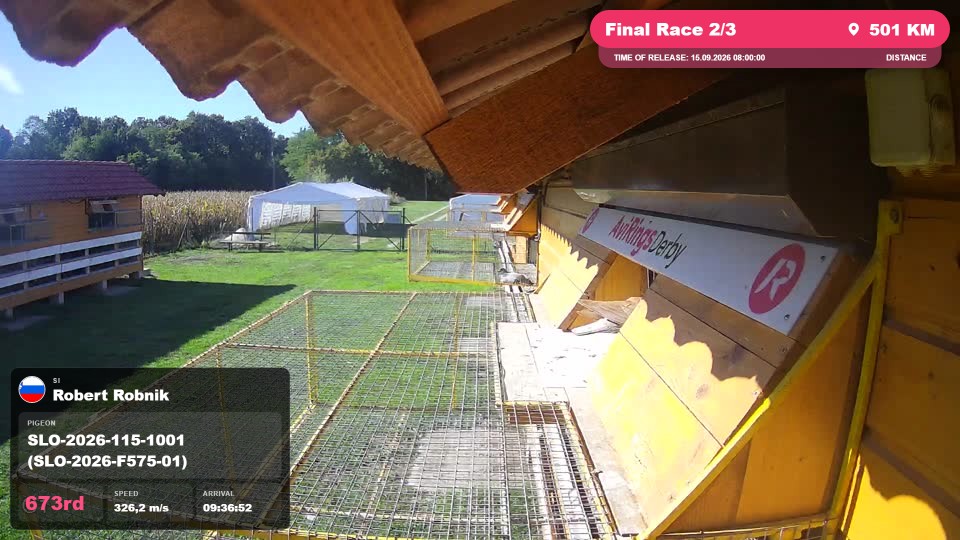 Pigeon Arrival Image For Race Final Race 2/3
