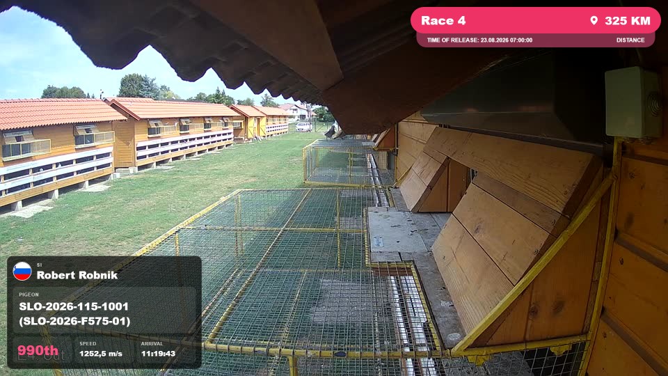 Pigeon Arrival Image For Race Race 4