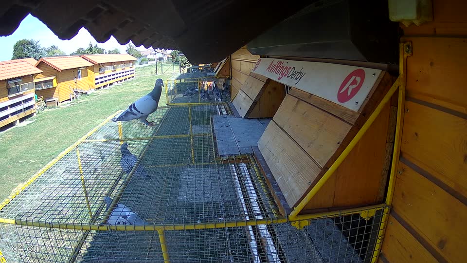 Pigeon Arrival Image For Race Race 5