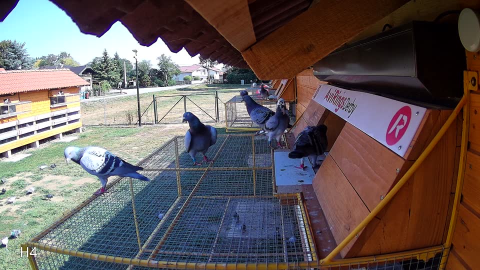 Pigeon Arrival Image For Race Race 2