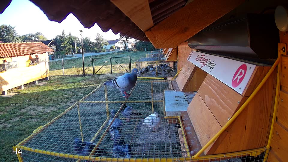 Pigeon Arrival Image For Race Race 4