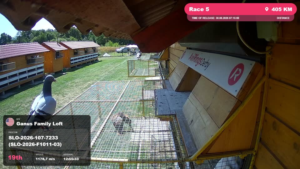 Pigeon Arrival Image For Race Race 5