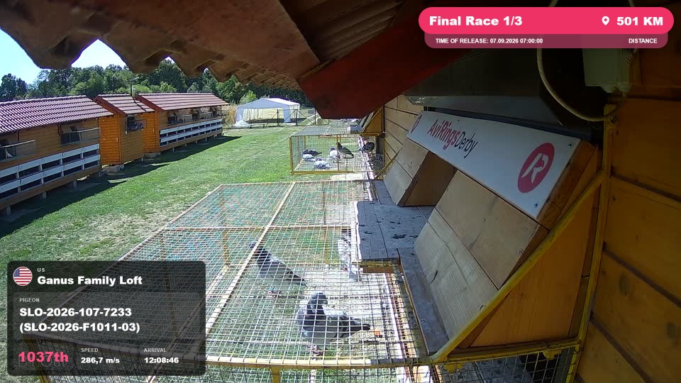 Pigeon Arrival Image For Race Final Race 1/3
