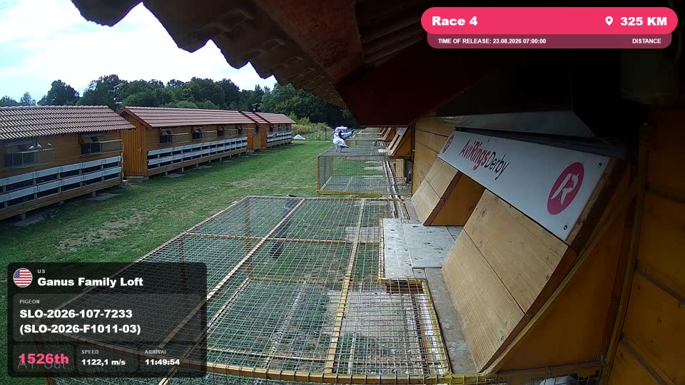 Pigeon Arrival Image For Race Race 4