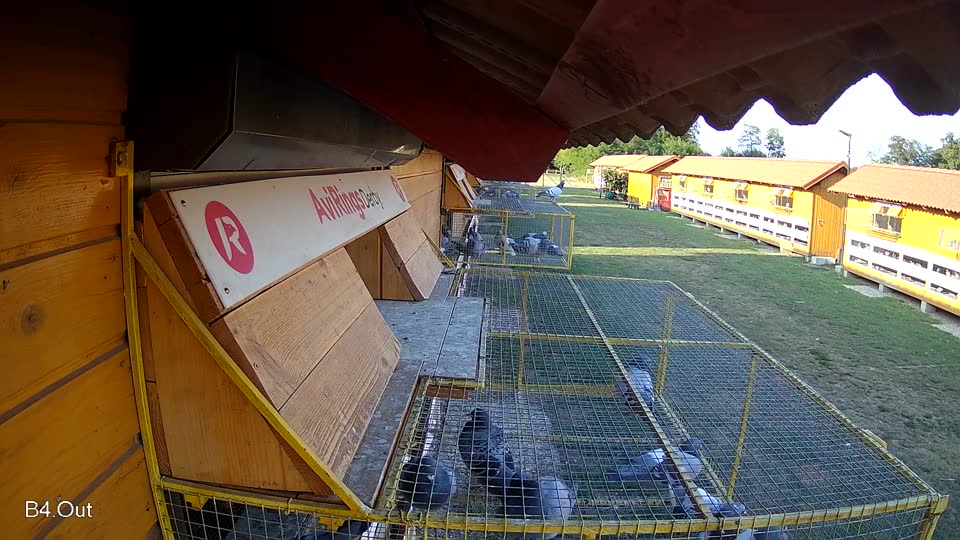 Pigeon Arrival Image For Race Race 1