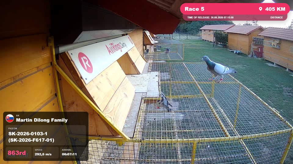 Pigeon Arrival Image For Race Race 5