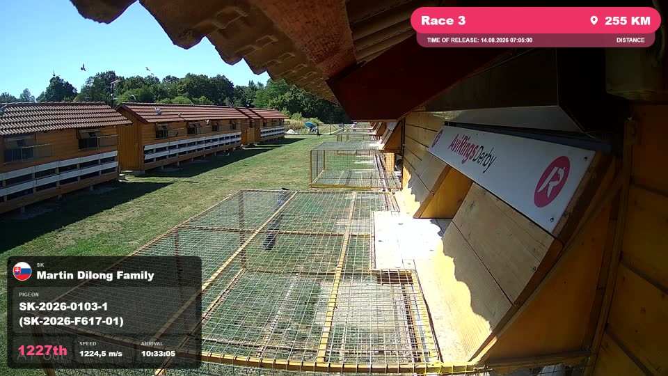 Pigeon Arrival Image For Race Race 3