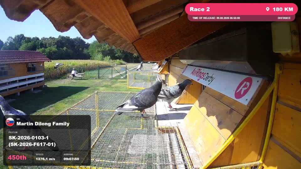 Pigeon Arrival Image For Race Race 2