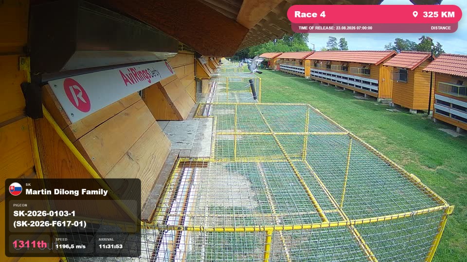 Pigeon Arrival Image For Race Race 4