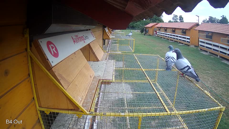 Pigeon Arrival Image For Race Race 3