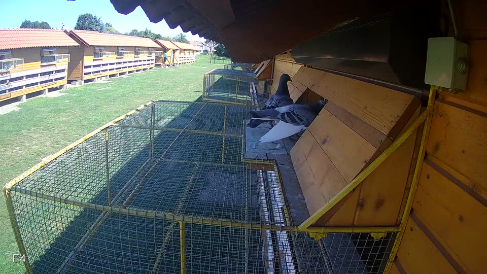 Pigeon Arrival Image For Race Race 2