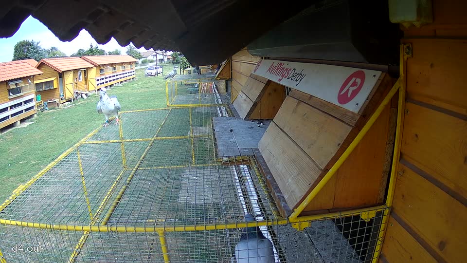 Pigeon Arrival Image For Race Race 4
