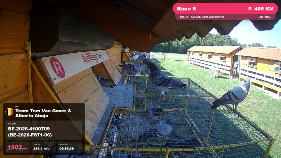 Pigeon Arrival Image For Race Race 5