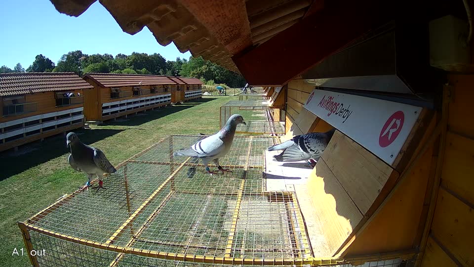 Pigeon Arrival Image For Race Race 3