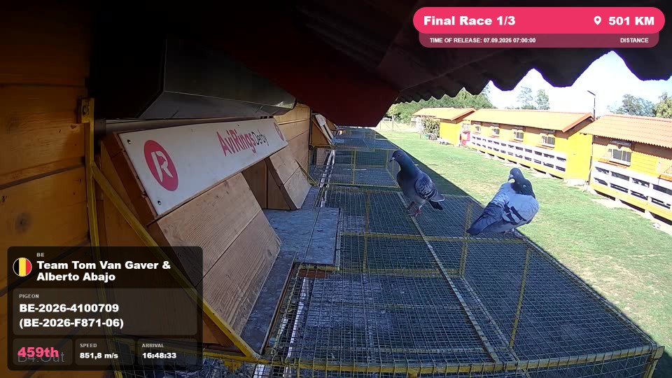 Pigeon Arrival Image For Race Final Race 1/3